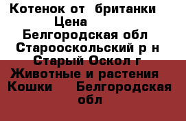 Котенок от “британки“ › Цена ­ 500 - Белгородская обл., Старооскольский р-н, Старый Оскол г. Животные и растения » Кошки   . Белгородская обл.